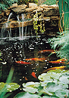 fishpond.gif